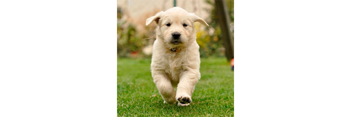 How To Make Your Dog Obey You?