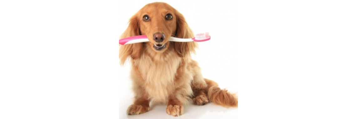 Is Your Dog Suffering From Dental Issues?