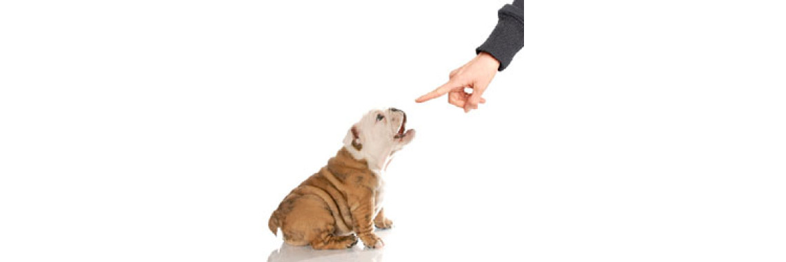 Basic Dog Training part IV 
