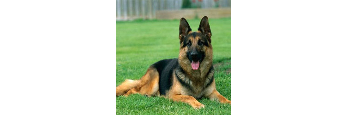 Health Problems in the German Shepherd Dog