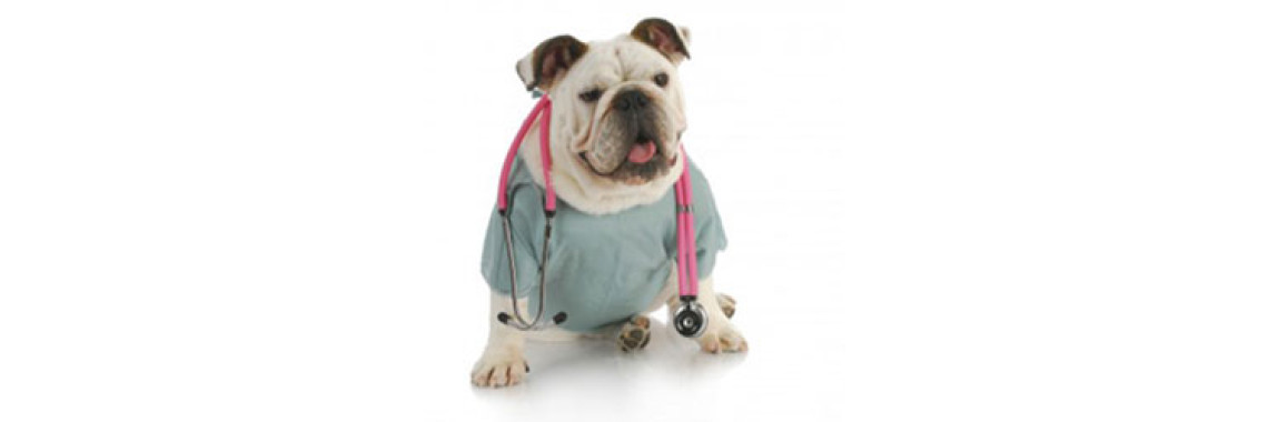 Demodicosis In Dogs
