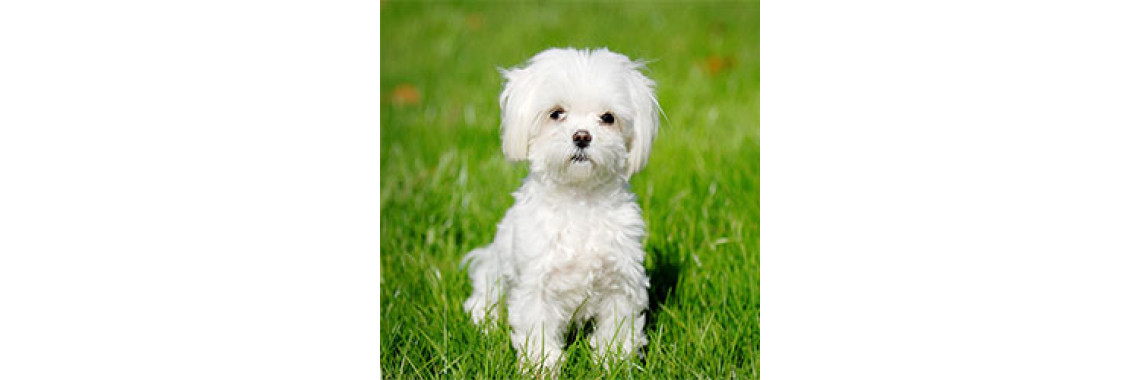 Qualities and Characteristics Of Maltese Dogs