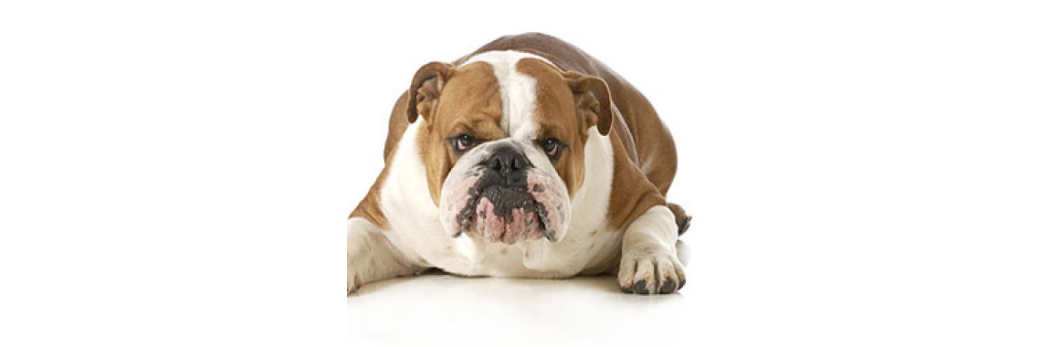 Weight Problems In Dogs