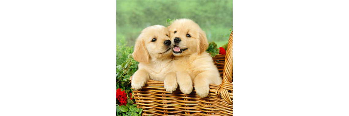 The Golden Retriever