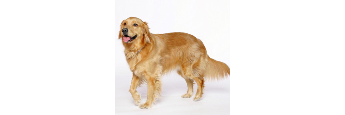 Comparing Golden doodles And other breed