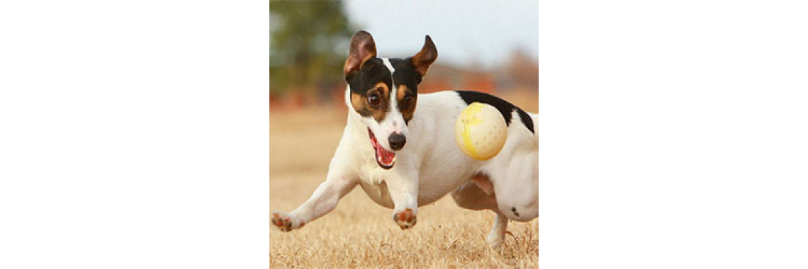 How To Train Your Dog Not To Chase Things