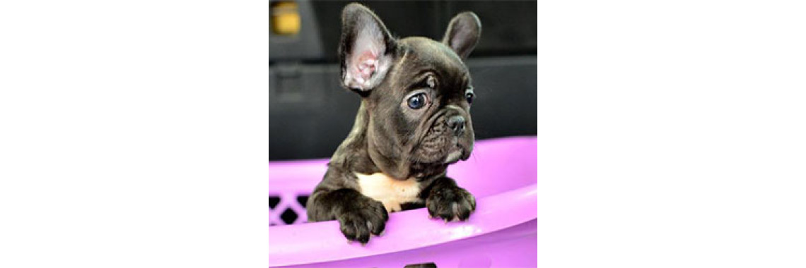 Would You Know What To Do If Your Puppy Or Dog Fell Ill?