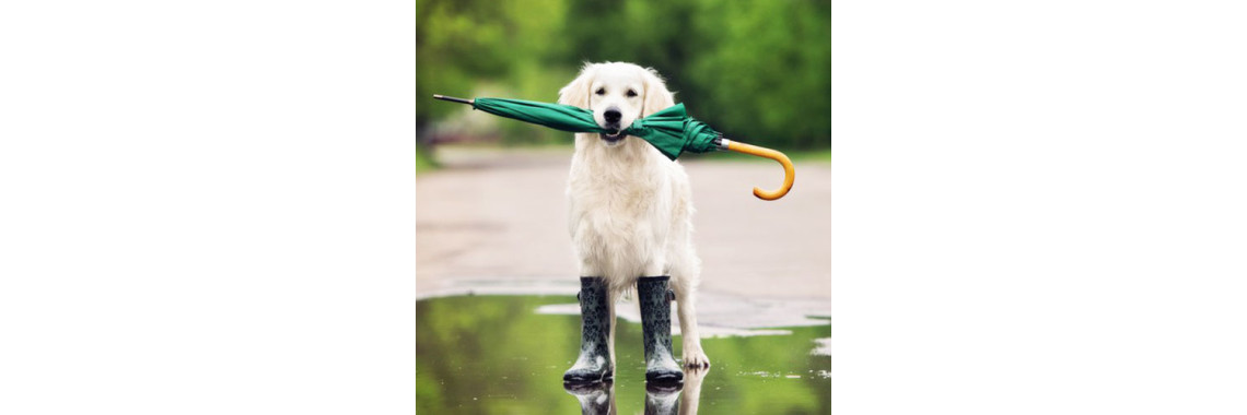 Five Ways To Keep Ticks Away This Monsoon