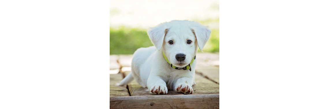 What To Expect When You Bring Home A Puppy (Week 9 – 12)
