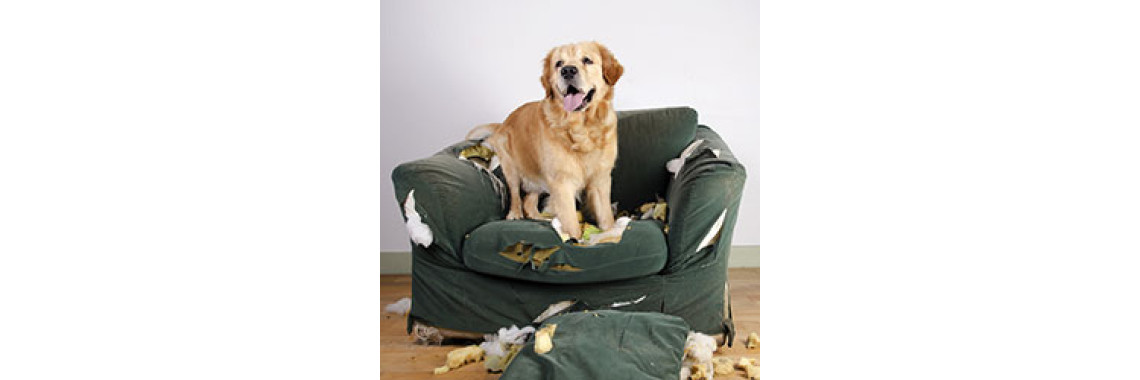 Dog Training: How To Stop The Chewing Problem?