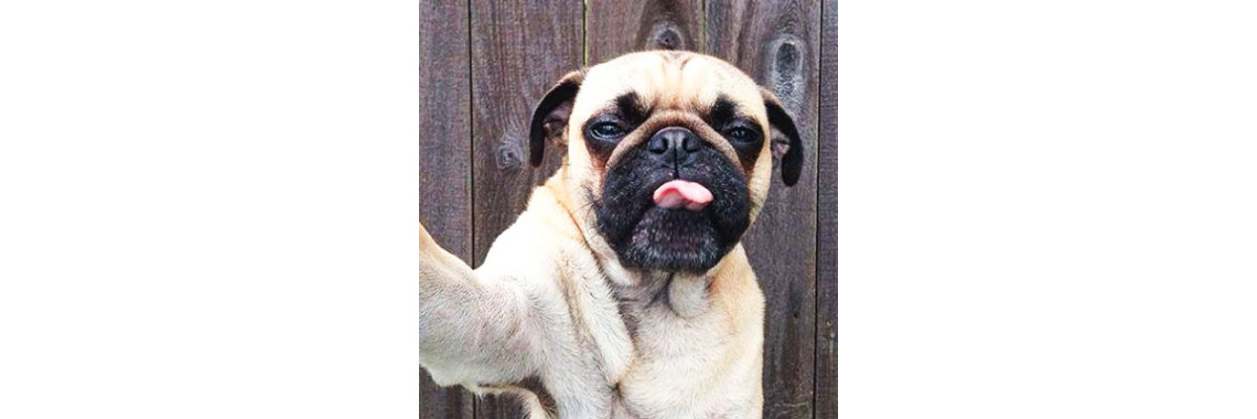 Why Does My Dog Lick The Air?