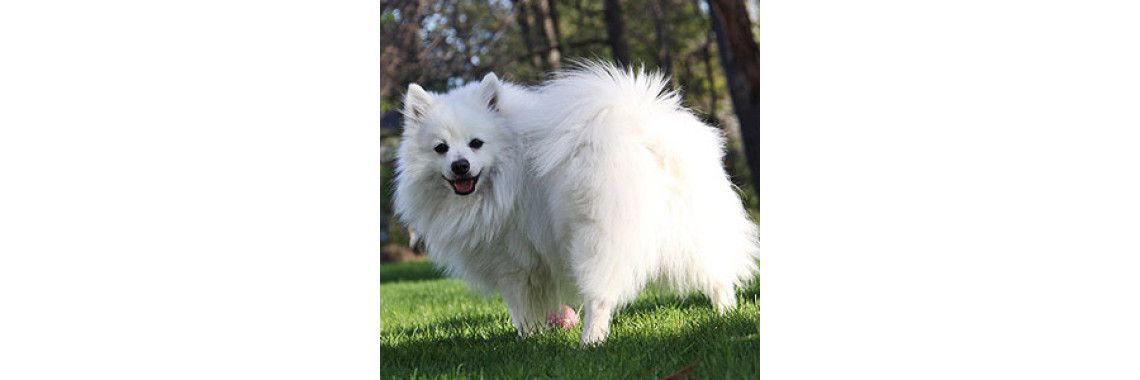 Care For Your Small Dog With These Big Impact Tips