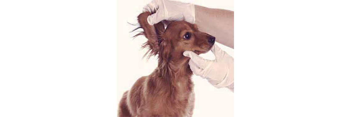 Ear Infection In Dogs - Symptoms and Causes