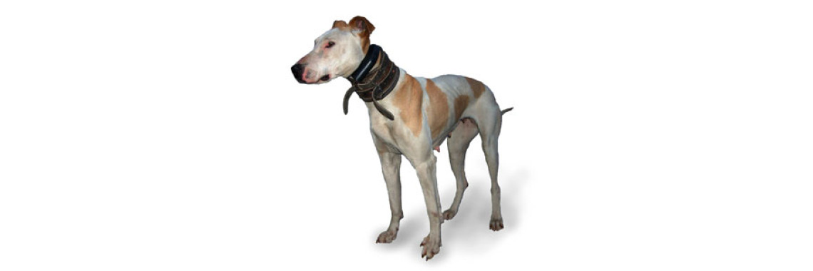 The Gun dog A Hunters Best Friend