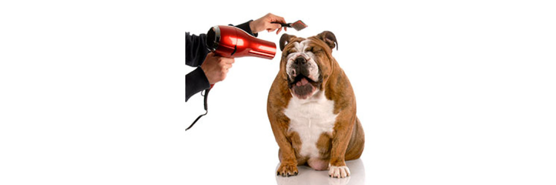 The Art Of Dog Grooming