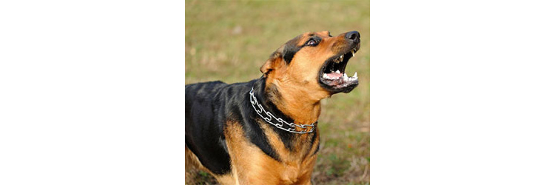 Training An Aggressive Dog
