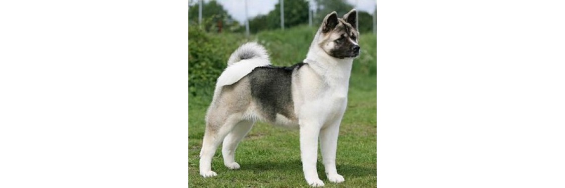 Different Dog Training Collars for Different Ways to Train Your Dog