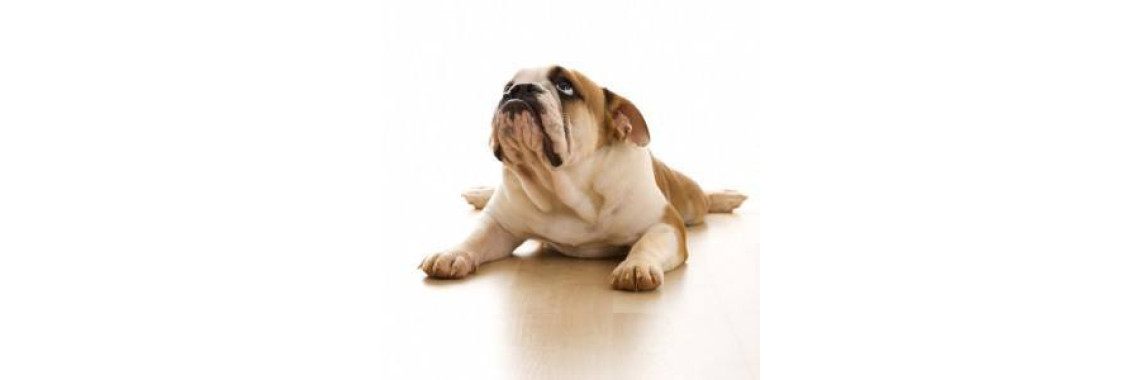 Canine Arthritis