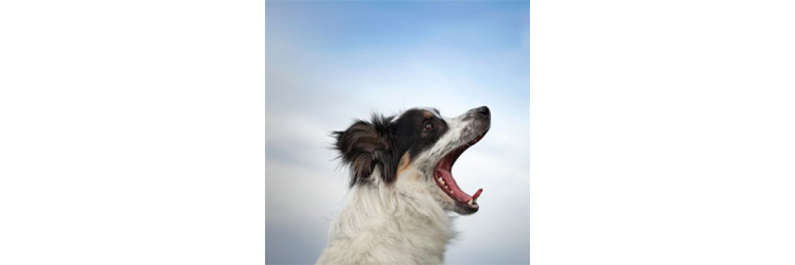 The Top 3 Canine Behavior Problems and How to Solve Them - Part 1