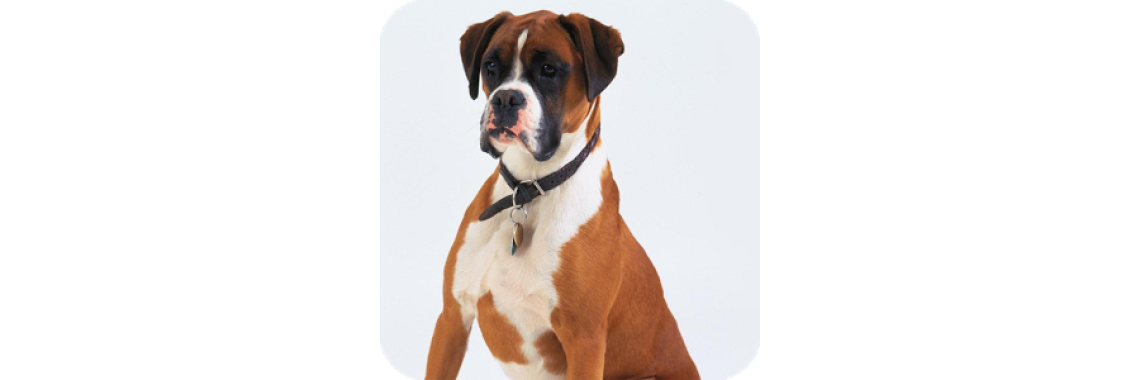 Horrors of Commercials Pet Food What Dog Owner Should Know