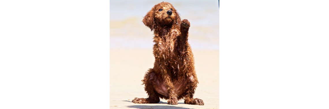 Dog Trainers -How to find the best for you and your dog