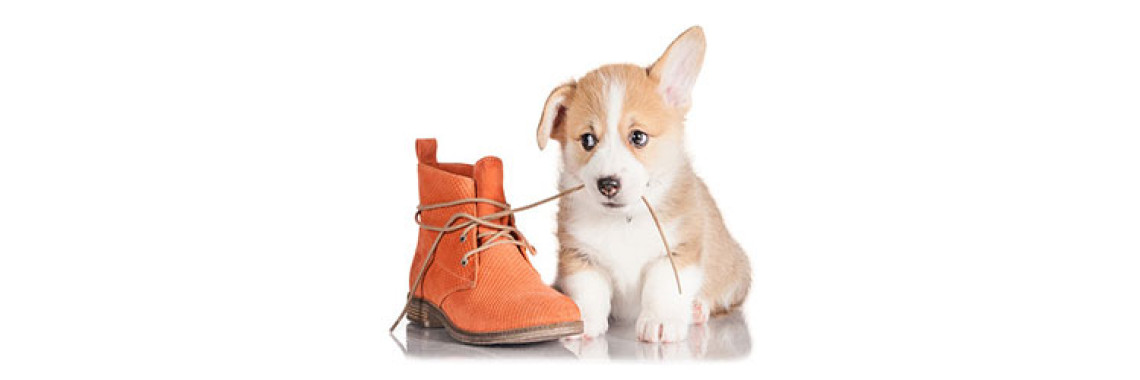 What You Need To Know About Your Pet's Behavior