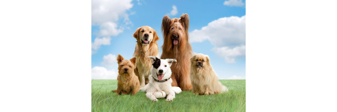 Choosing A Responsible Breeder