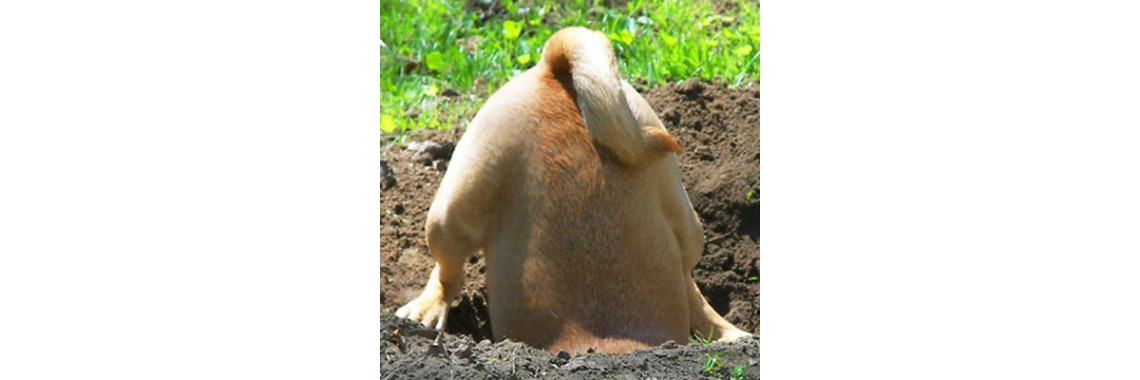 Why Do Dogs Bury Bones??