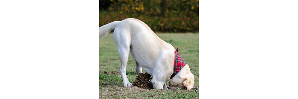 How To Stop Your Dog From Digging Holes In Your Garden