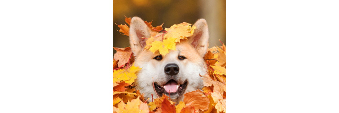 Consider All Factors Choosing the Family Dog
