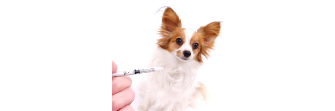 This Is Why Your Dog Needs Vaccinations..