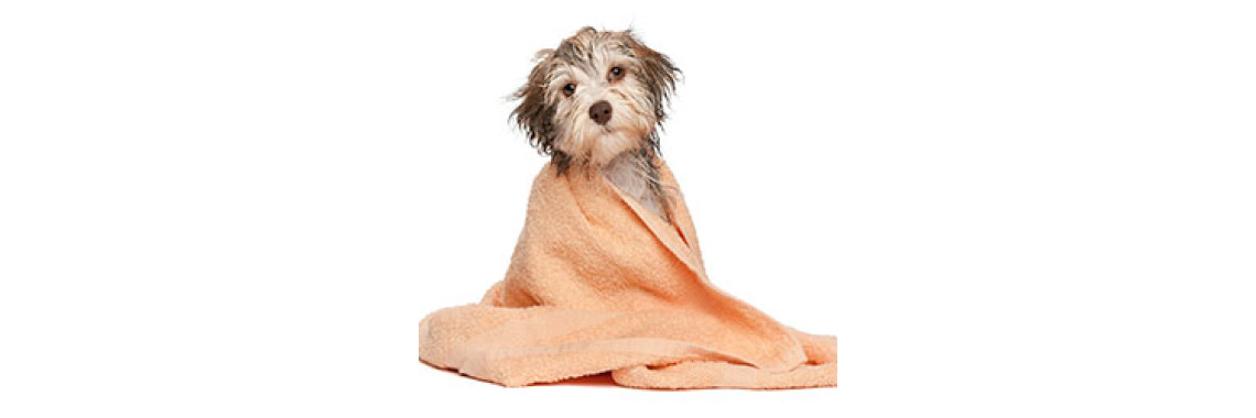 Dog Grooming – Maintaining A Posh Pup