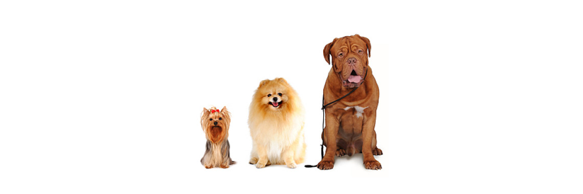 Dental Care For Dogs