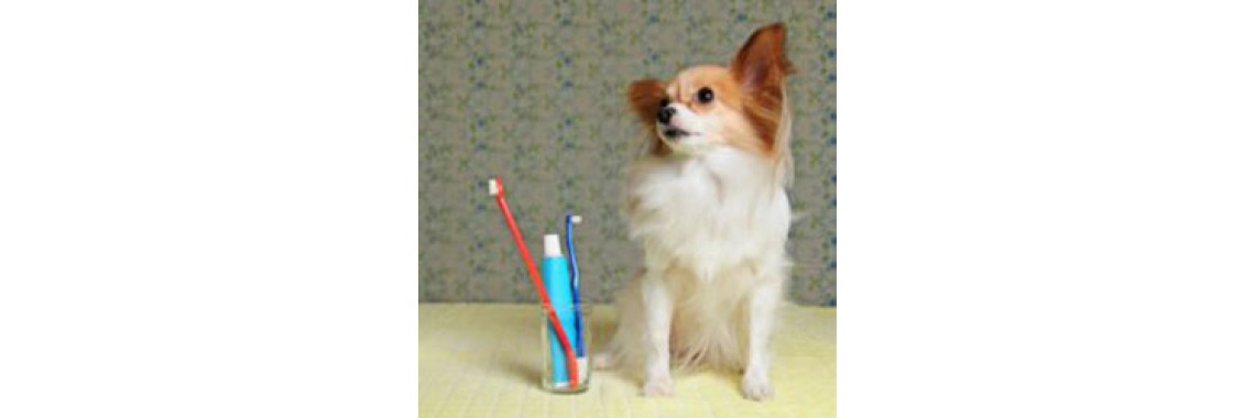 People Call It "Dog Breath" For A Reason