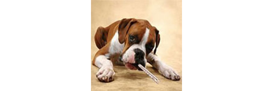 Hepatitis In Dogs
