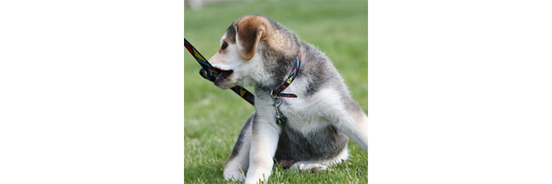 Does Your Puppy Do This?