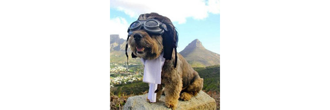 Tips To Keep In Mind While Travelling With Your Dog
