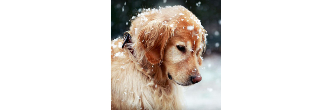 Caring For Your Dog In Winter