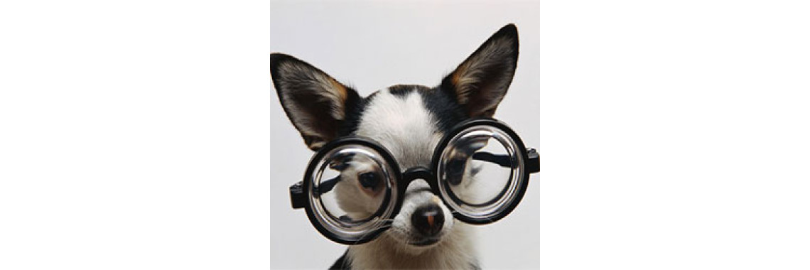 Could Dogs Be Smarter Than Their Owners?