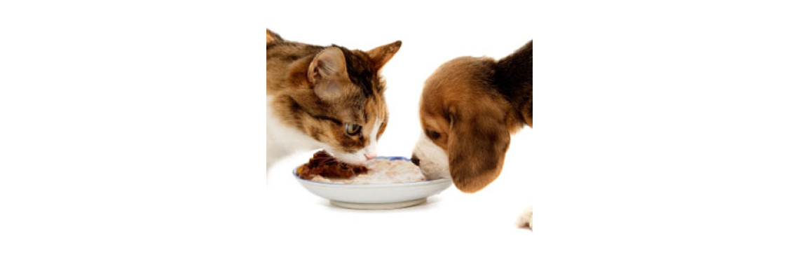 Veggies For Your Pets