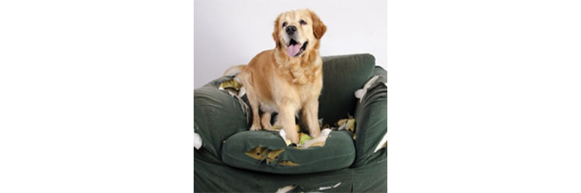 Dog Training – Dealing With Separation Anxiety