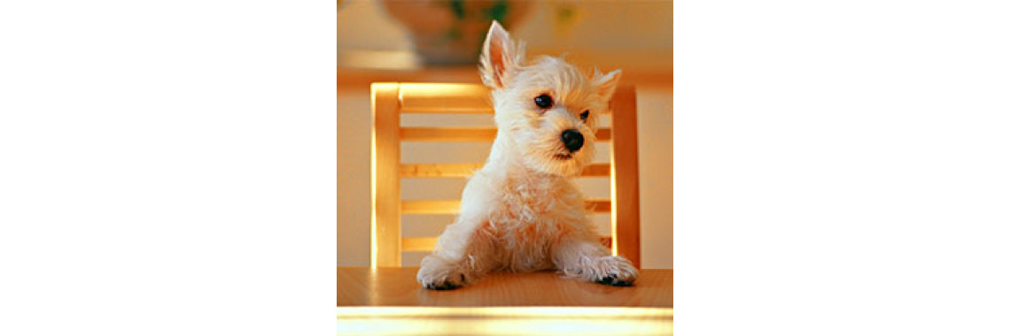 Best Dogs For Families With Kids