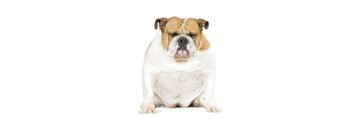 Canine Diabetes is Your Dog at Risk