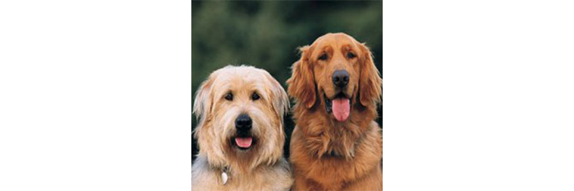You Must Use Good Dog Care
