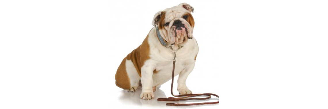 HANDY DOG TRAINING TIPS