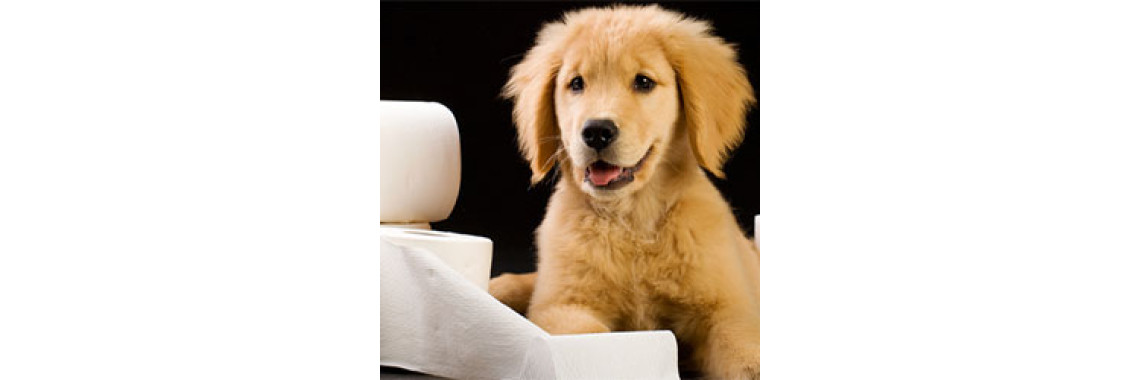 How To Housebreak Your Puppy