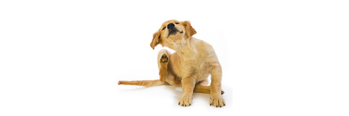 Understanding Dog Fleas: How Fleas Breed & Affect Your Dog's Health?