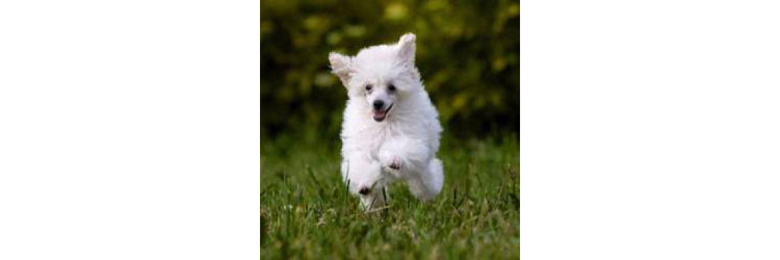 Pet Care - The Hyperactive Puppy