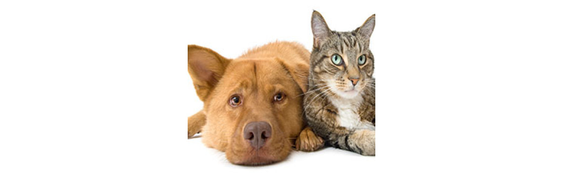 Pet Obesity A Growing Concern