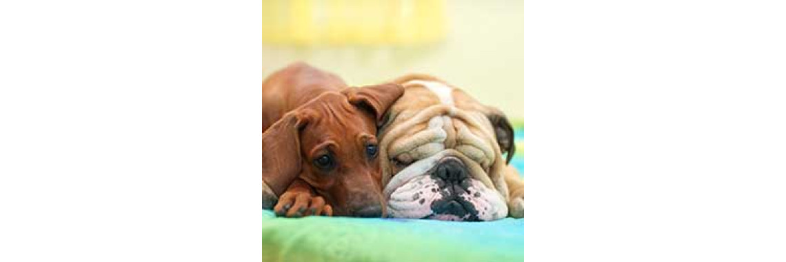 Causes And Resolution- Dogs Refuse To Eat
